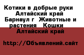 Котики в добрые руки - Алтайский край, Барнаул г. Животные и растения » Кошки   . Алтайский край